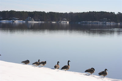 Lake Gaston geese in snow