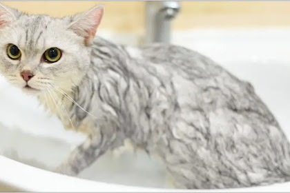 Kucing Hamil Boleh Mandi: Pentingnya Perawatan dan Kebersihan