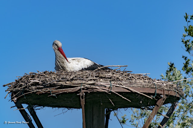 Parque de Salburua, Cigüeña Blanca