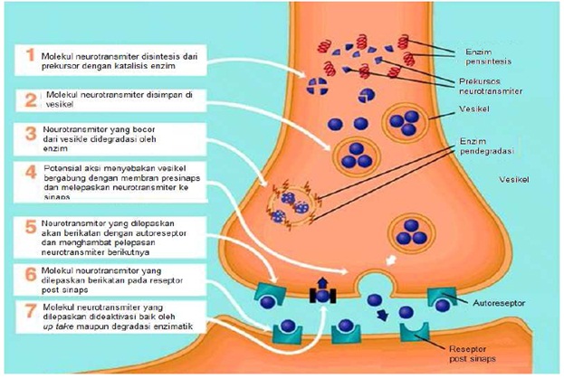 Chemistry of Faith NEUROTRANSMITTER 