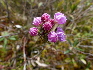 Kalmia à feuilles d'andromède - Kalmia polifolia