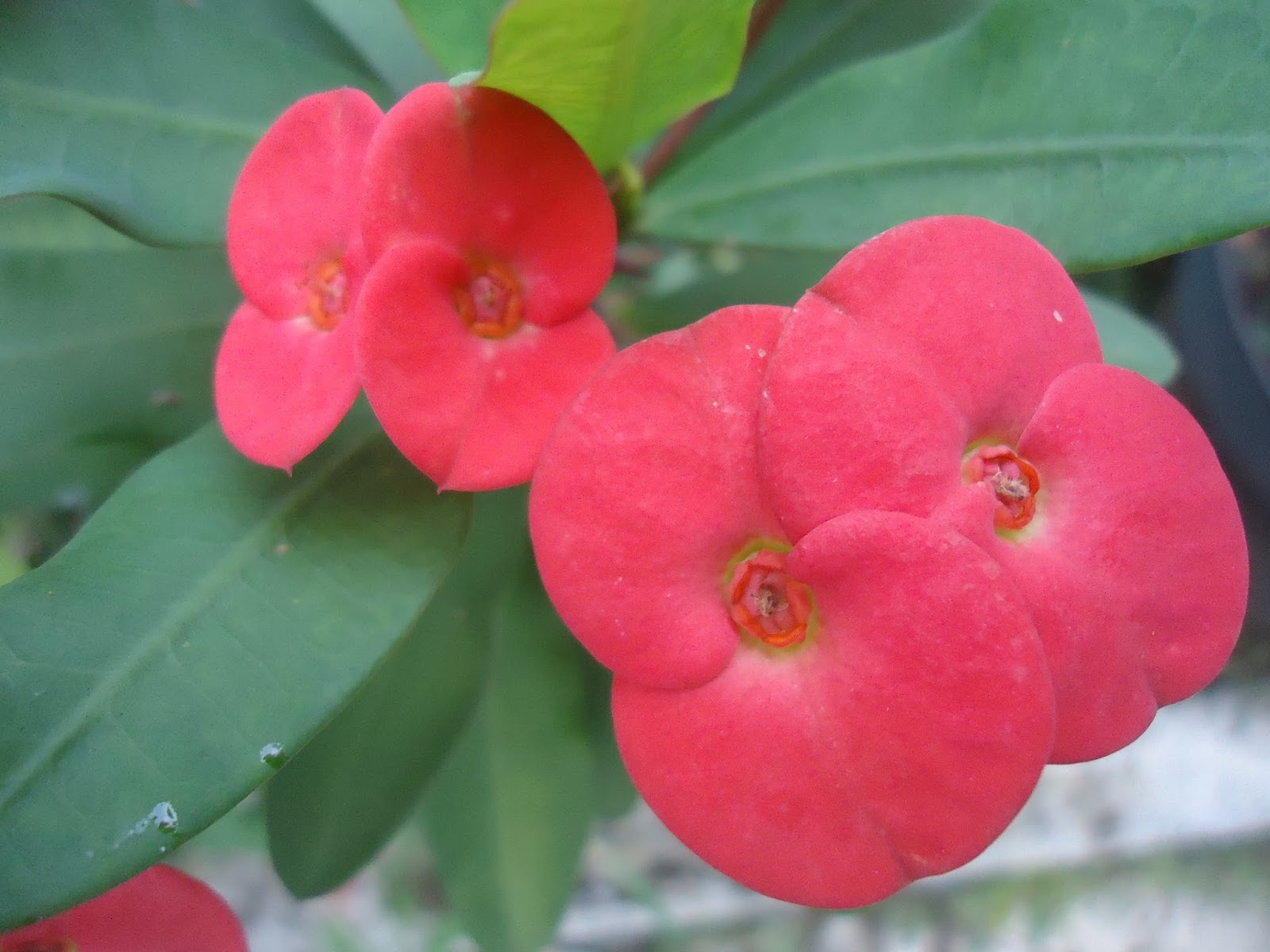 Wallpaper Bunga  Euphorbia  Merah Rumah Daun Muda