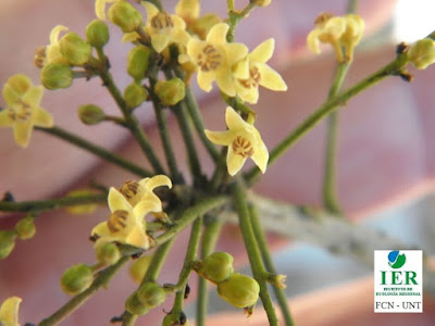 Dominguillo (Trichilia claussenii) flores