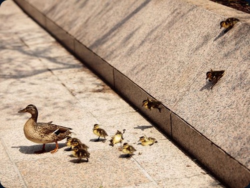 mallard ducks3