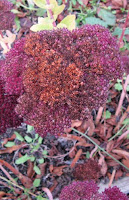 red valerian in autumn