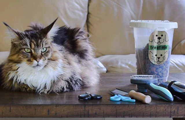 Grooming a Maine Coon