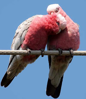 Galahs