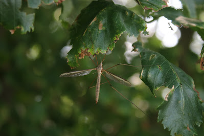 - Kool-Langpootmug - Tipula oleracea