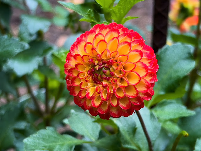 Dahlia Gardens at Haywood Community Gardens