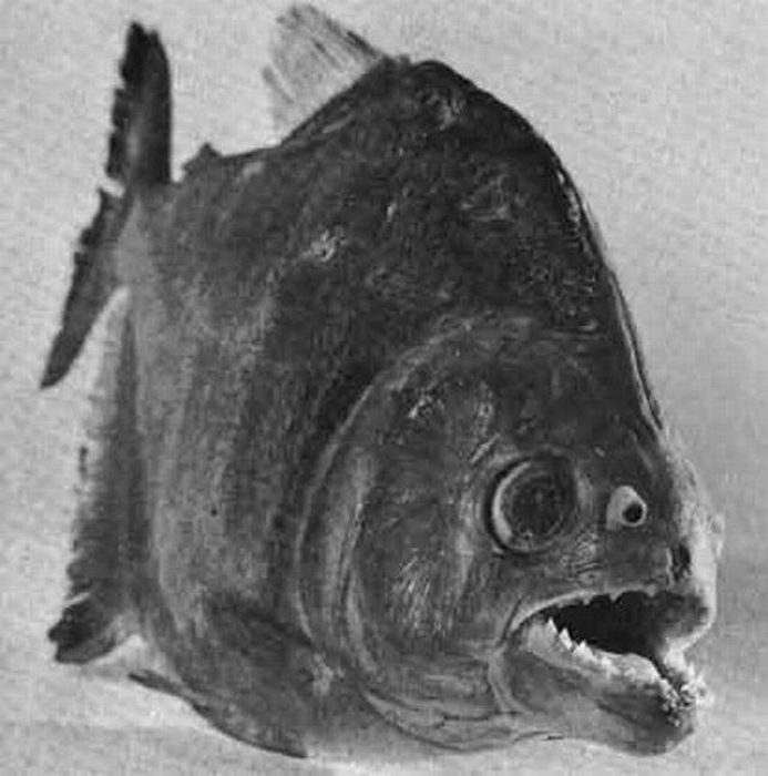worlds-most-scariest-fishes-pictures