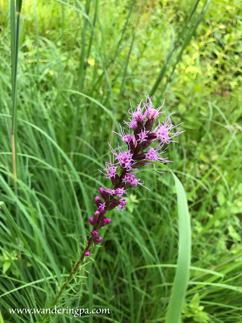Blazing star at the prairie of Jennings Environmental Education Center in Pennsylvania in late July.