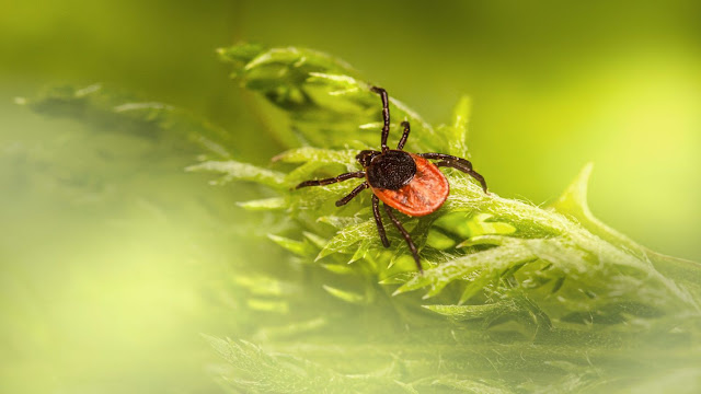 Cases of yet another tick-borne disease are rising in the Northeast, CDC says