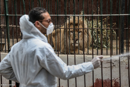 Sensitizing the Giza zoo during coronavirus pandemic