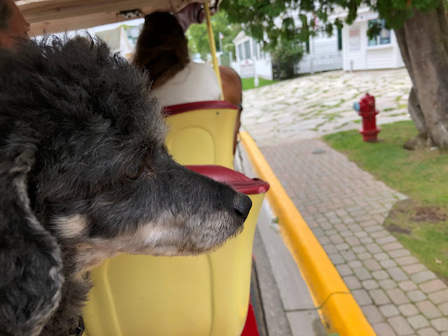 Charley enjoyed the carriage tour