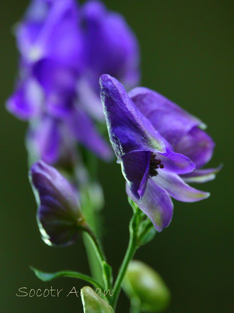 Aconitum japonicum