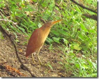 115 Yellow Bittern