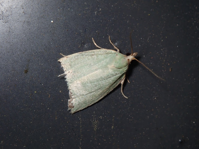 Tortrix viridana