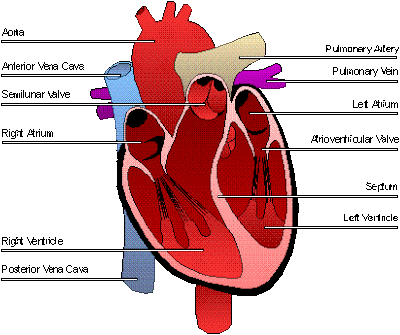 diagram of the human heart