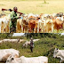 Anti-open grazing: Miyetti Allah threaten to increase the price of cow to N2 million naira each.