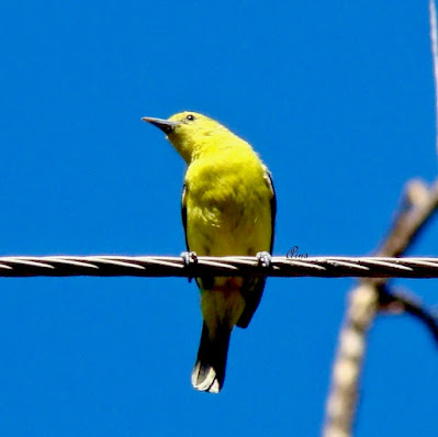 "Common Iora,resident by no means common sitting on a wire Mt Abu."