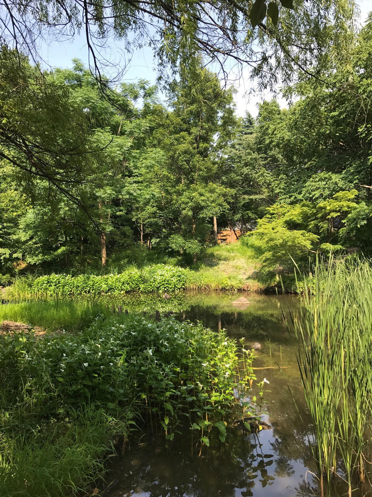 葉織 Haori Flowers 新宿区のお花屋さん 芍薬の花と 新宿御苑と