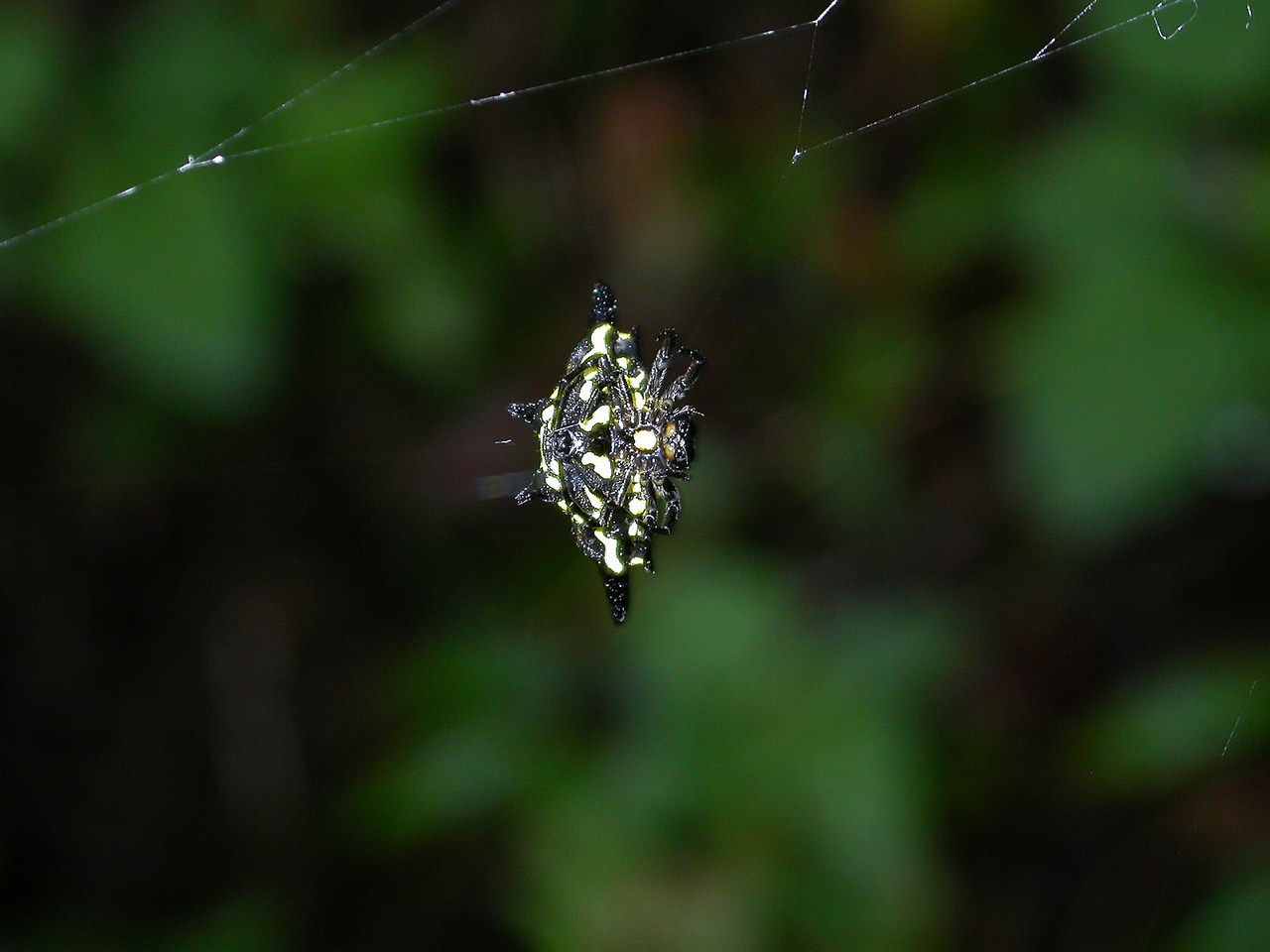 Gasteracantha rhomboidea madagascariensis