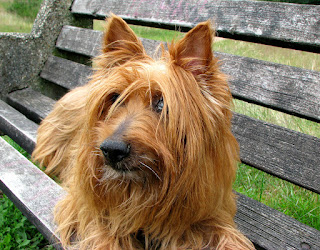 australian terrier dog breed 