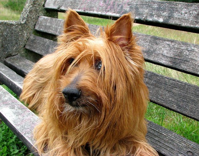 Australian Terrier Breed Dog