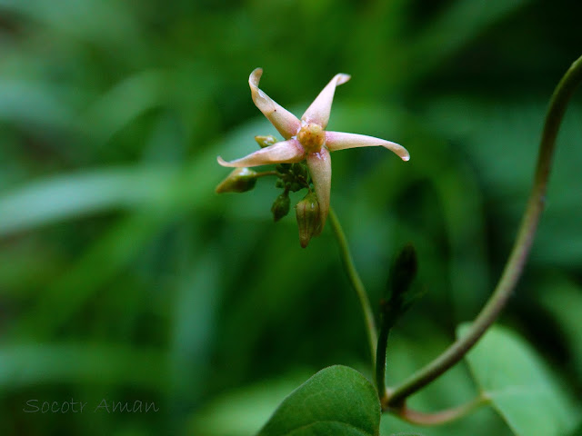 Cynanchum sublanceolatum