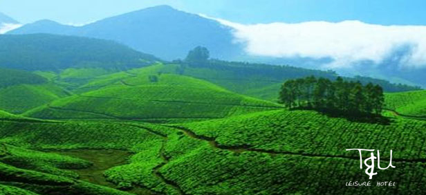 Best Resort in Munnar