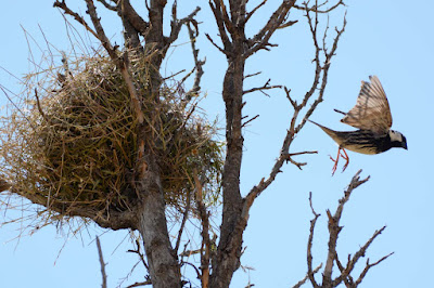 Spanish-sparrow-nest