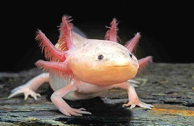 Axolotl