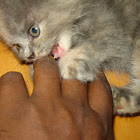 Cat Health - Drooling - How to Help Naturally