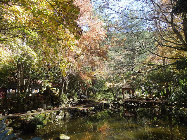 Wuling Farm maple autumn foliage