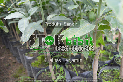 Jual Bibit Tanaman Buah Jeruk Limau dengan harga Rp      dari toko online Greengarden Kota Batu Cari produk |  bibit jeruk cabutan - bibit jeruk medan