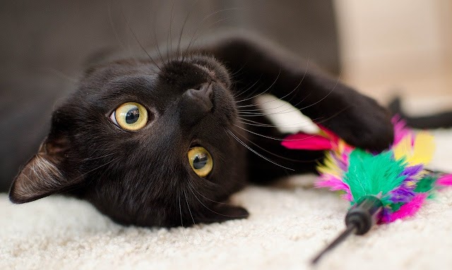 Desvendando a Magia dos Gatos Pretos: Quebrando os Mitos que Atrapalham sua Adoção. Descubra por que Essas Criaturas Encantadoras Merecem seu Amor!