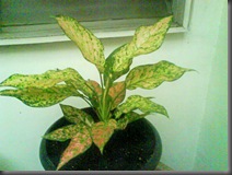 Aglaonema_1