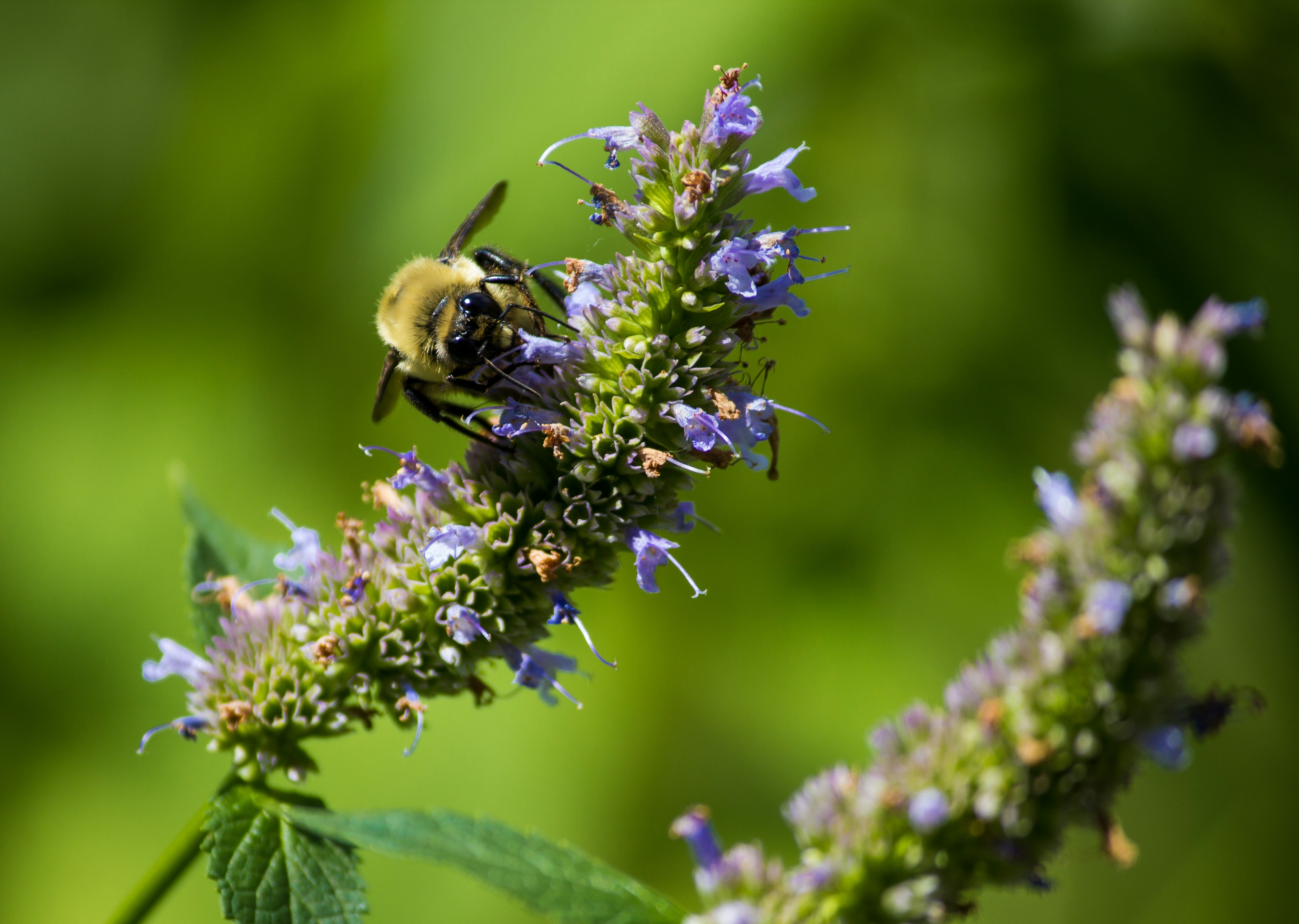 How to Grow Anise Hyssop From Seed