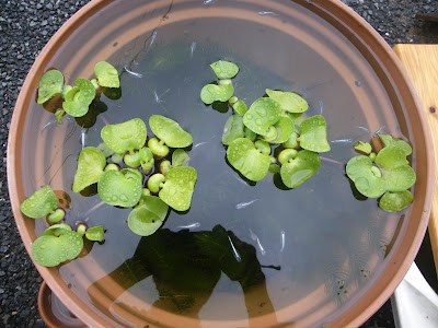 [新しいコレクション] メダカ 水草 ホテイアオイ 317956-メダカ 水草 ホテイアオイ