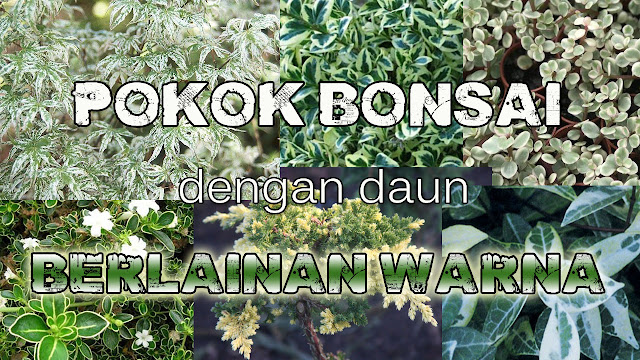 Pokok Bonsai dengan Daun Berlainan Warna Variegated leaf bonsai