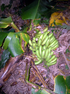 banana harvest, La Ceiba, Honduras