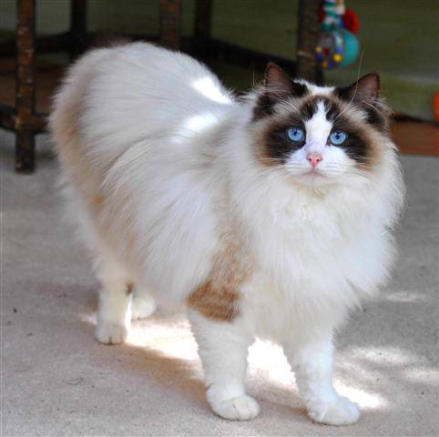 white cat long hair