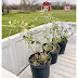 SWEET ALMOND BUSH NEW PLANTS