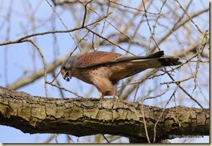 DSC_9375-001