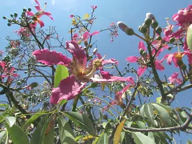 כוריזיה הדורה - מבט כללי