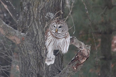 barred owl: winter visitor