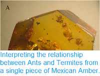 https://sciencythoughts.blogspot.com/2014/10/interpreting-relationship-between-ants.html