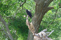 Pássaro preto pousado em tronco