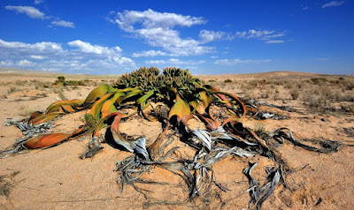 Welwitschia mirabilis