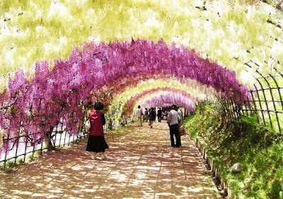 Wisteria Tunnel, Jepang